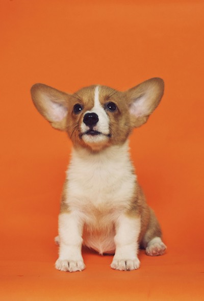 A Welsh Corgi Pembroke puppy against an orange background