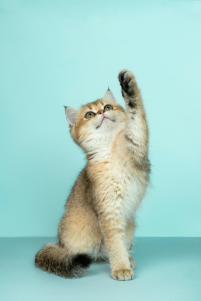 A kitten with one paw raised, against a mint background